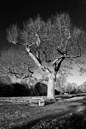 Tree & Bench